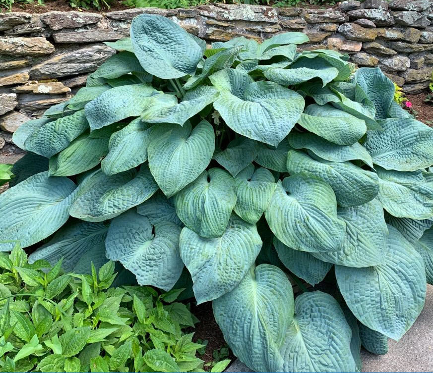 Hostas